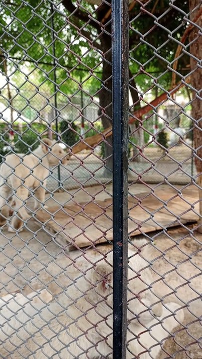 Lion Cubs Playing #viral #trending #foryou #reels #beautiful #love #funny #delicious #fun #love