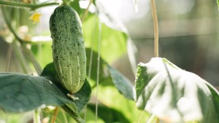 How to Plant and Care for Cucumbers—and Ensure a Bountiful Harvest All Summer Long