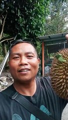 wow durian