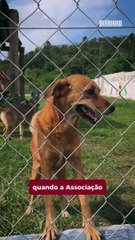 Canil barra acesso de voluntários e impede a divulgação de animais pra adoção