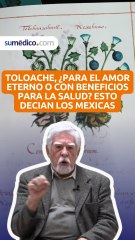 Toloache, ¿para el amor eterno o con beneficios para la salud? esto decían los mexicas