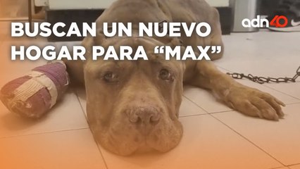 Buscan un nuevo hogar para "Max" el pitbull presente en el linchamiento de Taxco