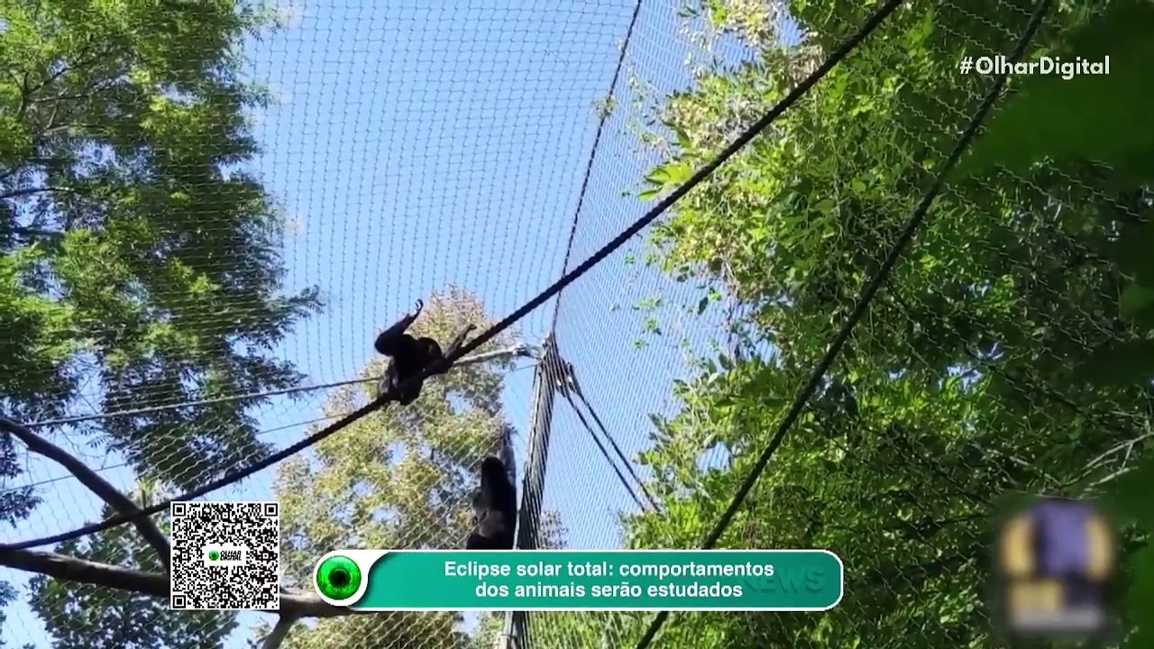 Eclipse solar total: comportamentos dos animais serão estudados