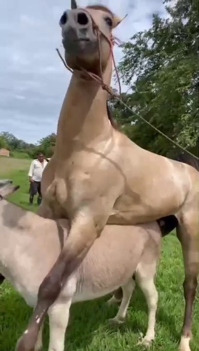 Animals sex doing video Dailymotion 