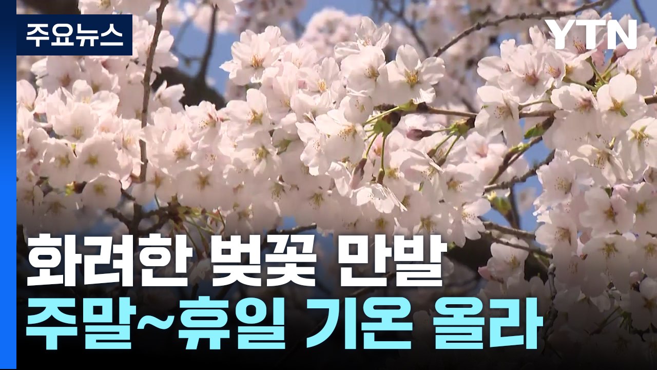 [날씨] 포근한 봄 날씨에 봄꽃 만발...'벚꽃 축제' 한창 / YTN