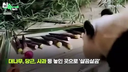 [씬속뉴스] 푸바오, 도착 뒤 첫끼는 '사과'…"당분간 '한식' 주겠다"는 중국 할부지