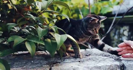 Playing with my cat