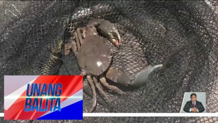 Mga alimango sa ekta-ektaryang palaisdaan, nangamatay dahil sa mainit na panahon | UB
