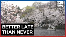 Tokyo crowds revel as cherry blossoms reach full bloom
