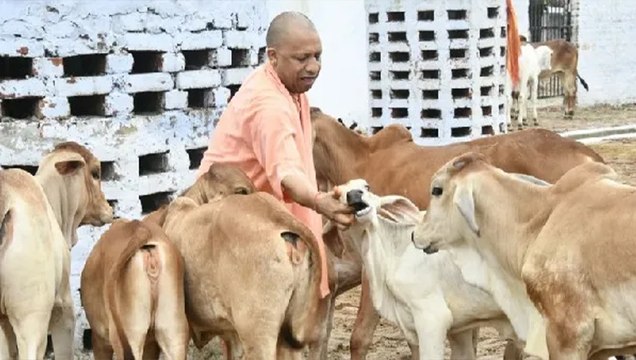 Gorakhpur News: लोकसभा चुनाव की व्यस्तताओं के बीच गोरखनाथ मंदिर में गौ सेवा करते CM Yogi