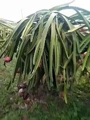 dragon fruit