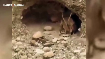 Yaban keçisinin ulaşılması imkansız yuvası izlenme rekoru kırdı