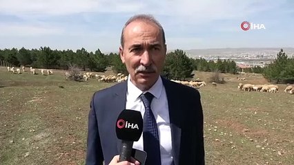 Sivas’ta süt kuzuların anneleriyle buluşması böyle görüntülendi