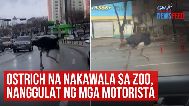 Ostrich na nakawala sa zoo, nanggulat ng mga motorista | GMA Integrated Newsfeed