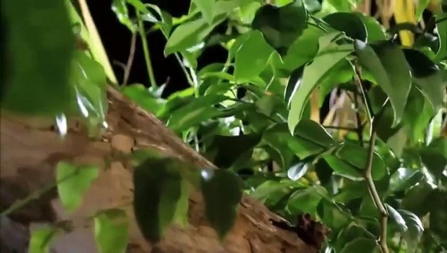 Dev Bantlı Avcı Örümcek vs Orman Avcı Örümcek || Büyük Savaş || Türkçe Belgesel