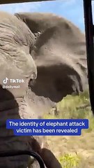 Elefante assale turisti durante un safari