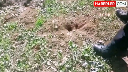 Tarım İlaçlarından Kaynaklanan Fare Sorunu Tarlalara Zarar Veriyor