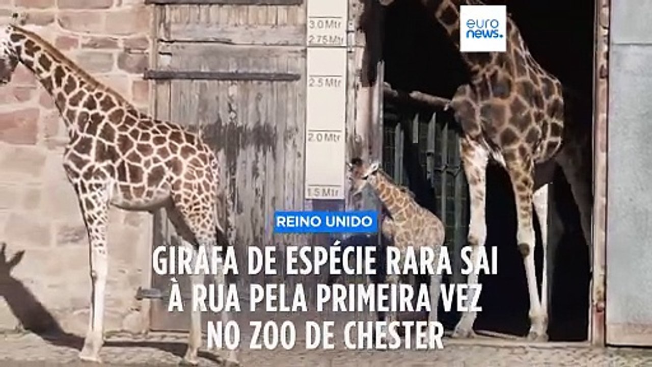 Girafa de espécie rara sai à rua pela primeira vez no Zoo de Chester