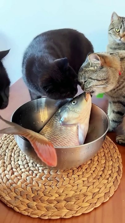 Cat And Fish Funny Video - Video Dailymotion