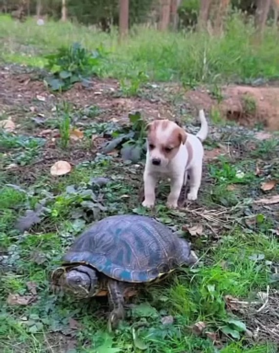 Funny videos 