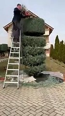 Cultivating Green Dreams: The Gardening Master