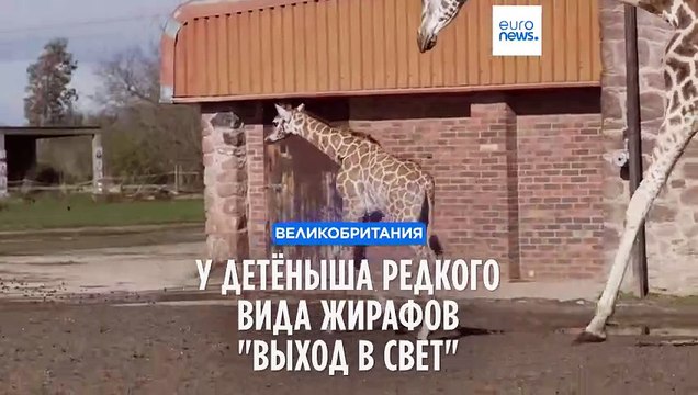Честерский зоопарк: у детёныша редкого вида жирафов выход в свет