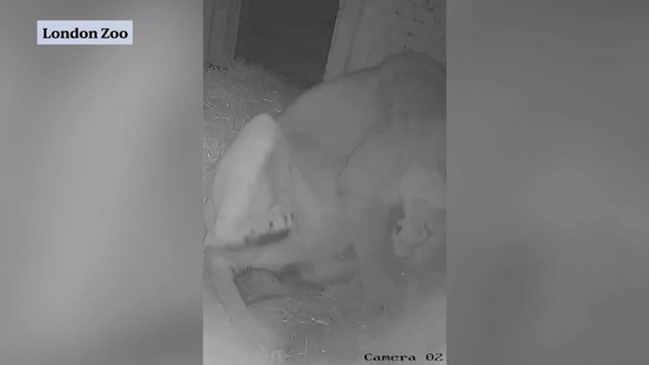 Three endangered Asiatic lion cubs born at London Zoo