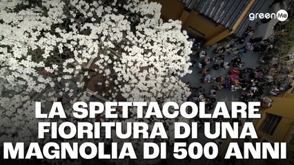 La spettacolare fioritura di una magnolia di 500 anni