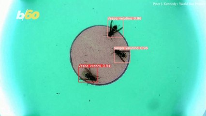 English AI System Used to Monitor and Save the Bees