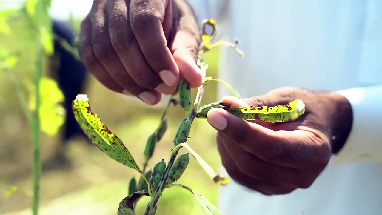 Khanay ki woh cheez jo China dharra dharr Pakistan se khareednay laga, Pakistani kissano k liye intehai ahem maloomat