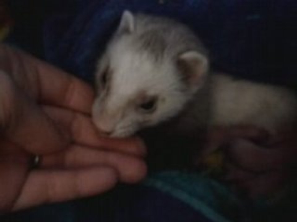 Les bébés furet de Sheeva et Sly