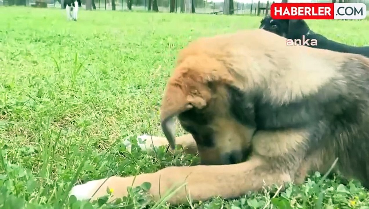 Antalya Büyükşehir Belediyesi Sokak Hayvanları Bakım Merkezi'nde Sahiplendirme Yoğunluğu