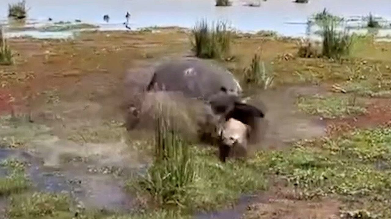 Hyäne versucht, ein „totes' Nilpferd anzuknabbern, um dann festzustellen, dass es sehr wohl lebendig ist