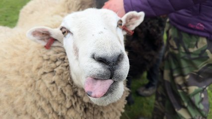Meet Merlin the Therapy Sheep and the rest of the flock with Leeds owner, therapist and author Grace Olson in Eccup