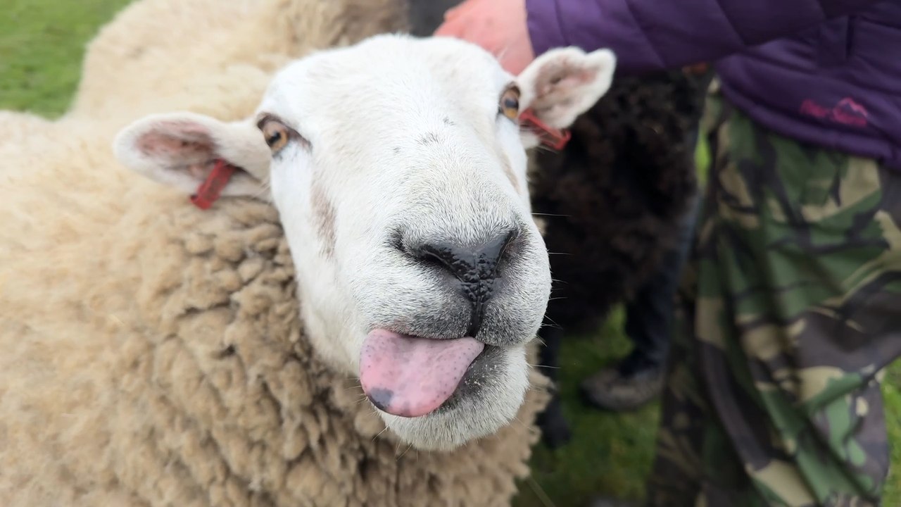Meet Merlin the Therapy Sheep and the rest of the flock with Leeds owner, therapist and author Grace Olson in Eccup