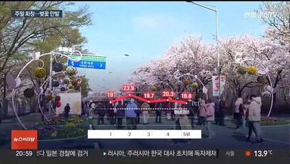 이상고온에 초고속 만발…화창한 주말 '벚꽃 절정'