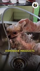 Buy Skin and Coat Supplements for Dogs & Cats