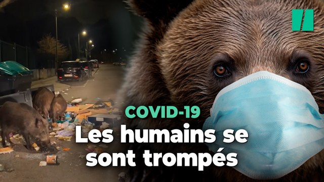 Ces belles images d’animaux durant le confinement ont complètement déformé la réalité