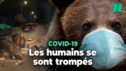 Ces belles images d’animaux durant le confinement ont complètement déformé la réalité