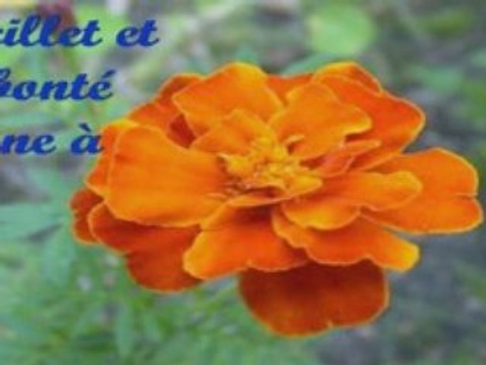 Les fleurs