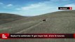Bayburt'ta sahibinden 15 gün kaçan inek, drone ile bulundu