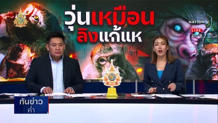 เจรจาช่วยค่าเช่า 300 ราย ผลกระทบ "ลิงล้นเมือง" | เนชั่นทันข่าวค่ำ | 5 เม.ย. 67 | PART 6