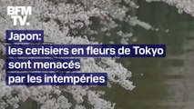 Les célèbres cerisiers de Tokyo sont menacés par les intempéries cette année