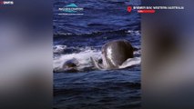 Rare footage of orcas and sperm whales in fierce battle