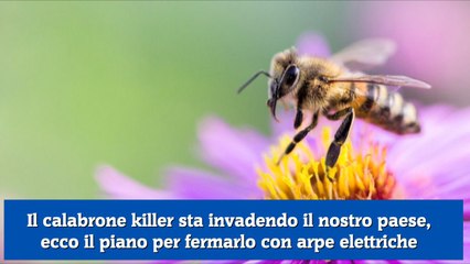 Il calabrone killer sta invadendo il nostro paese, ecco il piano per fermarlo con arpe elettriche