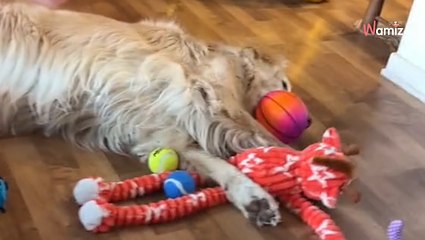 Le vétérinaire ne donnait que 5 ans à vivre à ce chien : il célèbre finalement un anniversaire exceptionnel !