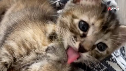 Il sursaute en passant devant un camion poubelle : ce qui se cache à l'intérieur le dépasse complètement