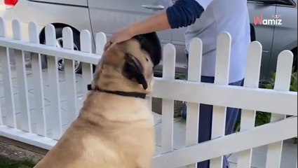 Chaque matin, le chien géant a un rituel : 102K personnes observent la scène avec les larmes aux yeux (vidéo)