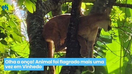 Olha a onça! Animal foi flagrado mais uma vez em Vinhedo