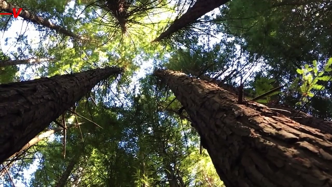 After the Northeast U.S. Earthquake, Could These Tremors Help Trees Grow?